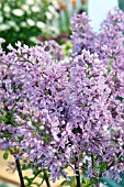 SYRINGA VULGARIS DARK KOSTER