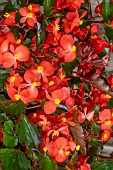 BEGONIA HULA RED