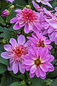 DAHLIA DALINA (R) MAXI STARBURST PINK
