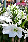 EUCHARIS AMAZONICA  (EUCHARIS GRANDIFLORA)