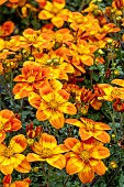 BIDENS BEE HAPPY ORANGE
