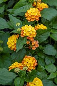 LANTANA BLOOMIFY MANGO