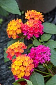 LANTANA BLOOMIFY ROSE