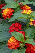 LANTANA BLOOMIFY RED