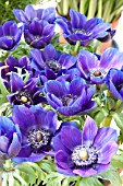 ANEMONE CORONARIA MONA LISA BLUE