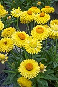 BRACTEANTHA (XEROCHRYSUM) GRANVIA (R) GOLD