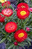 BRACTEANTHA GRANVIA (R) RED ORANGE RED