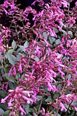 SALVIA  ALMIA PINK