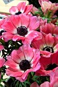 ANEMONE CORONARIA MONA LISA PINK