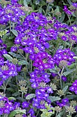 VERBENIA QUARZE BLUE
