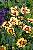 COREOPSIS UPTICK YELLOW RED