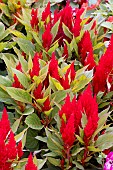 CELOSIA FIRST FLAME RED