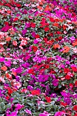 IMPATIENS BEACON MIXED