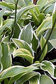 HOSTA QUEEN JOSEPHINE