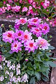 DAHLIA DALINA MAXI STARBURST PINK