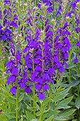 LOBELIA F1 STARSHIP BLUE