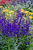 LOBELIA F1 STARSHIP BLUE