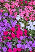 IMPATIENS BEACON (R) SUMMER FRUITS MIXED