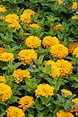 ZINNIA F1 ZESTY YELLOW