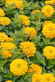 ZINNIA F1 ZESTY YELLOW
