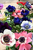 ANEMONE CORONARIA MONA LISA MIXED