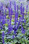 SALVIA MYSTIC SPIRE BLUE