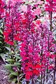 LOBELIA  STARSHIP SCARLET