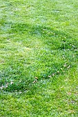 FUNGI FAIRY RING