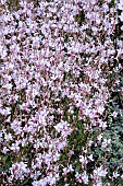 GAURA GAUDI (R)MEDIUM WHITE