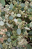 EUCALYPTUS POLYANTHEMOS