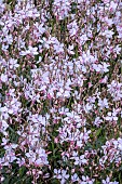GAURA GOUDI (R) MEDIUM WHITE