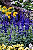 SALVIA MYSTIC SPIRES BLUE