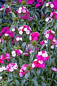 DIANTHUS SWEET MAGIC ROSE