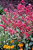 SALVIA SALMIA ORANGE