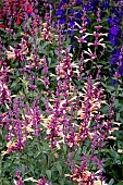 AGASTACHE PEACHIE KEEN