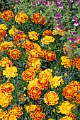 MARIGOLD DURANGO (R) BEE