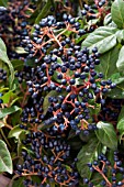 VIBURNUM TINUS FRUITS IN AUTUMN