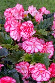 BEGONIA F1 ON TOP PINK HALO