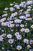 ARGYRANTHEMUM KILLAMANJARO WHITE