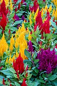 CELOSIA FIRST FLAME PURPLE &YELLOW & RED