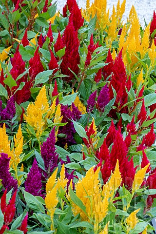 CELOSIA_FIRST_FLAME_PURPLE_YELLOW__RED