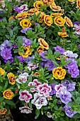 CALLIBRACHOA CANCAN (R) DOUBLE MIXED