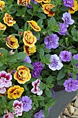 CALLIBRACHOA CANCAN (R) DOUBLE MIXED