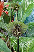 TACCA CHANTRIERI GREEN MYSTERY