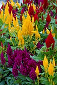 CELOSIA FIRST FLAME MIXED