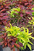 COLEUS FLAMETHROWER