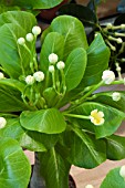 BRIGHAMIA INSIGNIS KIRSTEN