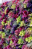 LIVING WALL