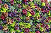 LIVING WALL
