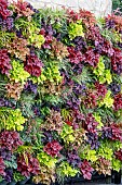 LIVING WALL